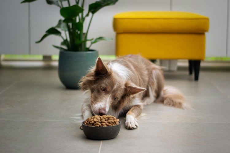 Printed feed bag for pet food and animal feed manufacturers