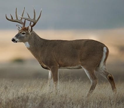 Valve Bags for Deer Corn